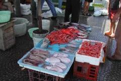 gallipoli-mercato-del-pesce1